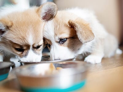 The Rise of Pet Food Toppers